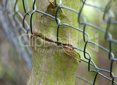 ingrown fence