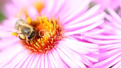 Bee - Busy on Violet Aster Blossom