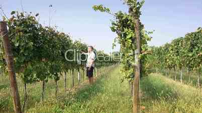 Farmer inspecting vineyard for wine production in Franciacorta, Italy