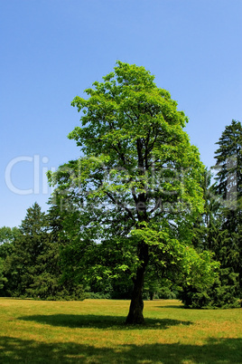 Landscape with trees