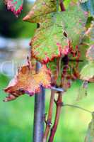vines with leaves turning red in autumn