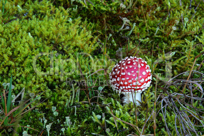 Red Jewel in the moss