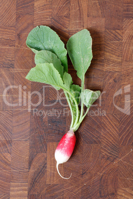 Radish