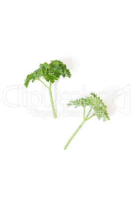 Parsley