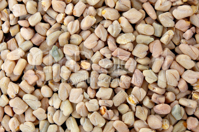 Fenugreek