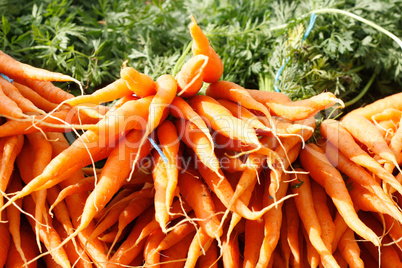 Carrots