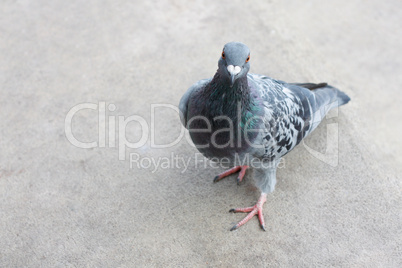 Pigeon