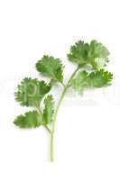 Coriander