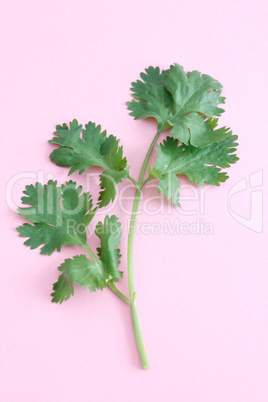 Coriander