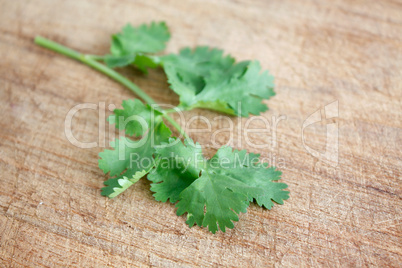 Coriander