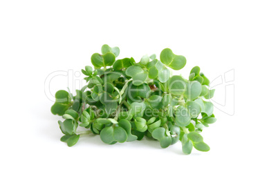 Water cress