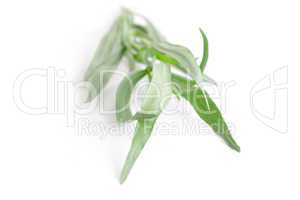 Tarragon