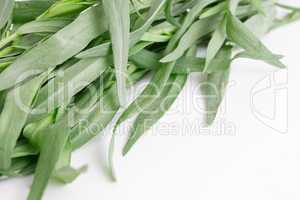 Tarragon