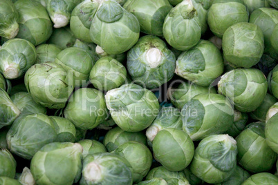 brussel sprout