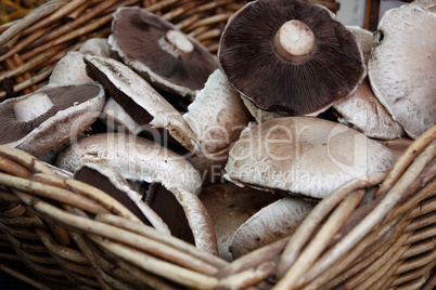 Mushrooms