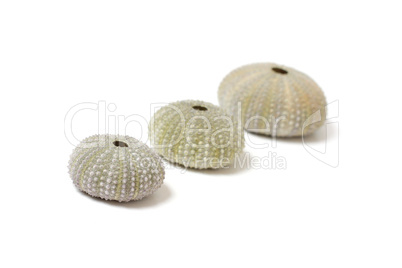 Fossilized sea urchins