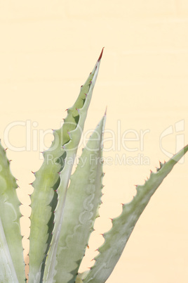 Cactus Cactus