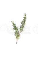 Thyme