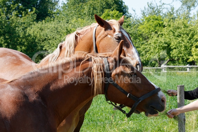 Horses