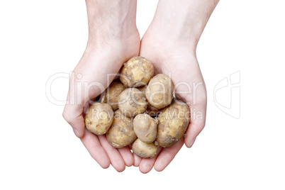 Hands holding potato