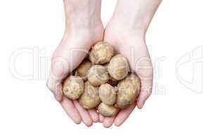 Hands holding potato