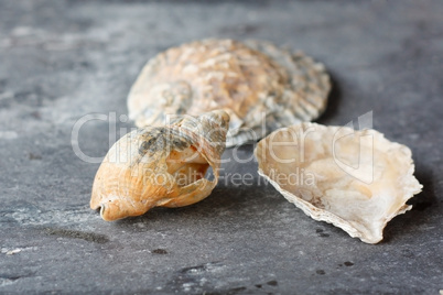 Seashells