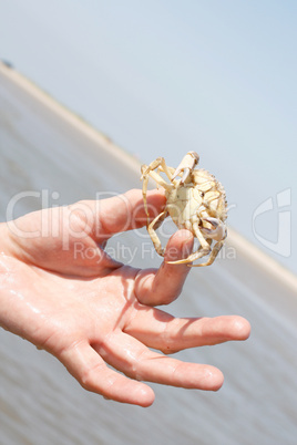 Crab