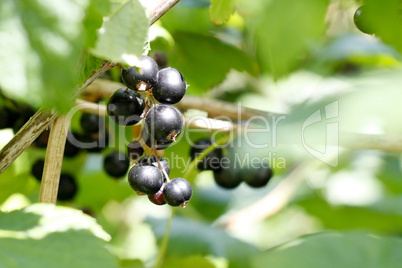 Blackcurrant