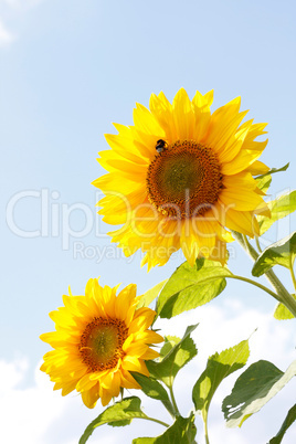 Sunflowers