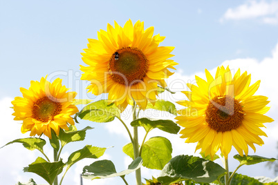 Sunflowers