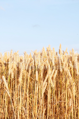 Corn field