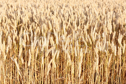 Corn field