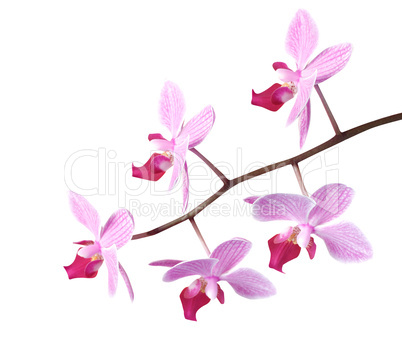 Orchids