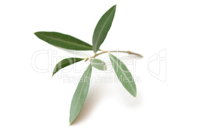 Olive tree twig