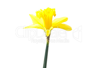 Daffodil