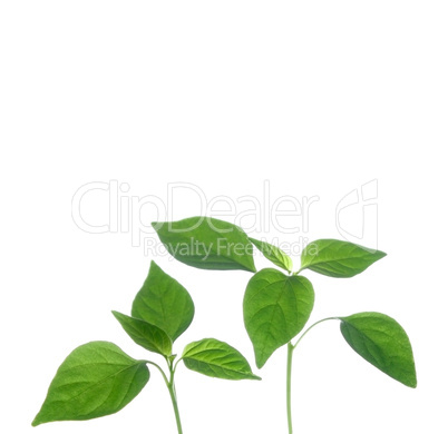 Plant