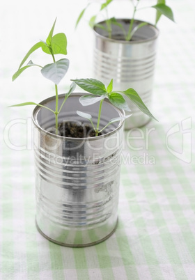 A small plant in a tin can