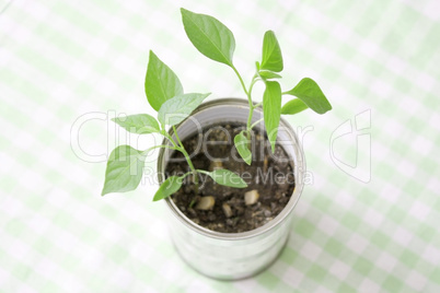A small plant in a tin can