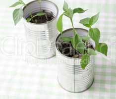 A small plant in a tin can