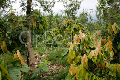 Cacao plantation