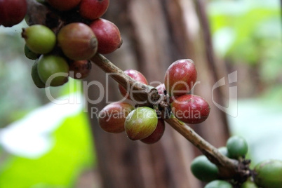 Coffee tree