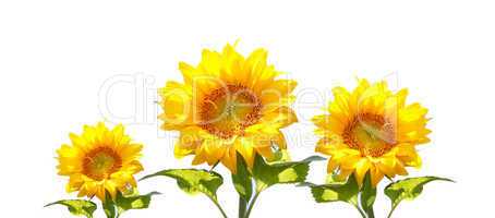 Sunflowers