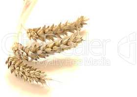 Wheat