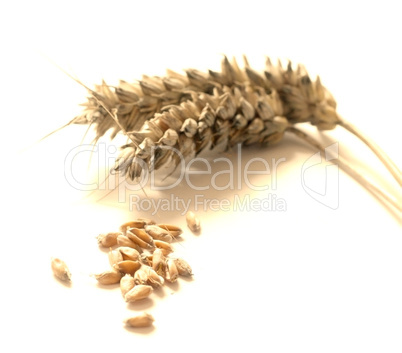 Wheat