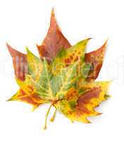 Maple leaf
