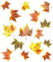 Maple leaf