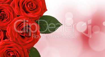 Red roses