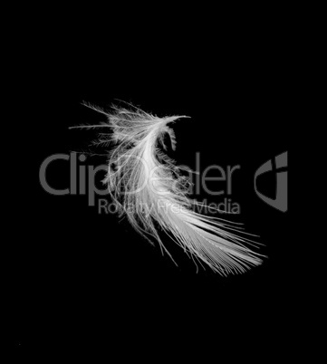 Feather