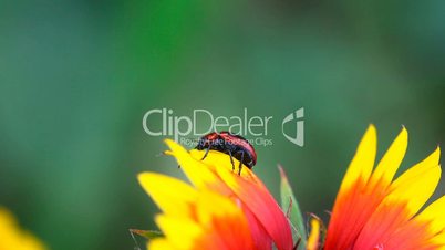 Red and black beetle.