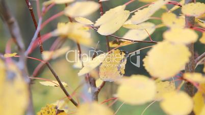 Autumnal leaves, dolly shot
